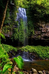 Dorrigo National Park