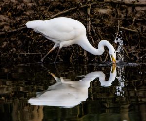 Coffs Harbour Bird Life
