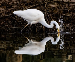 Coffs Harbour Bird Life