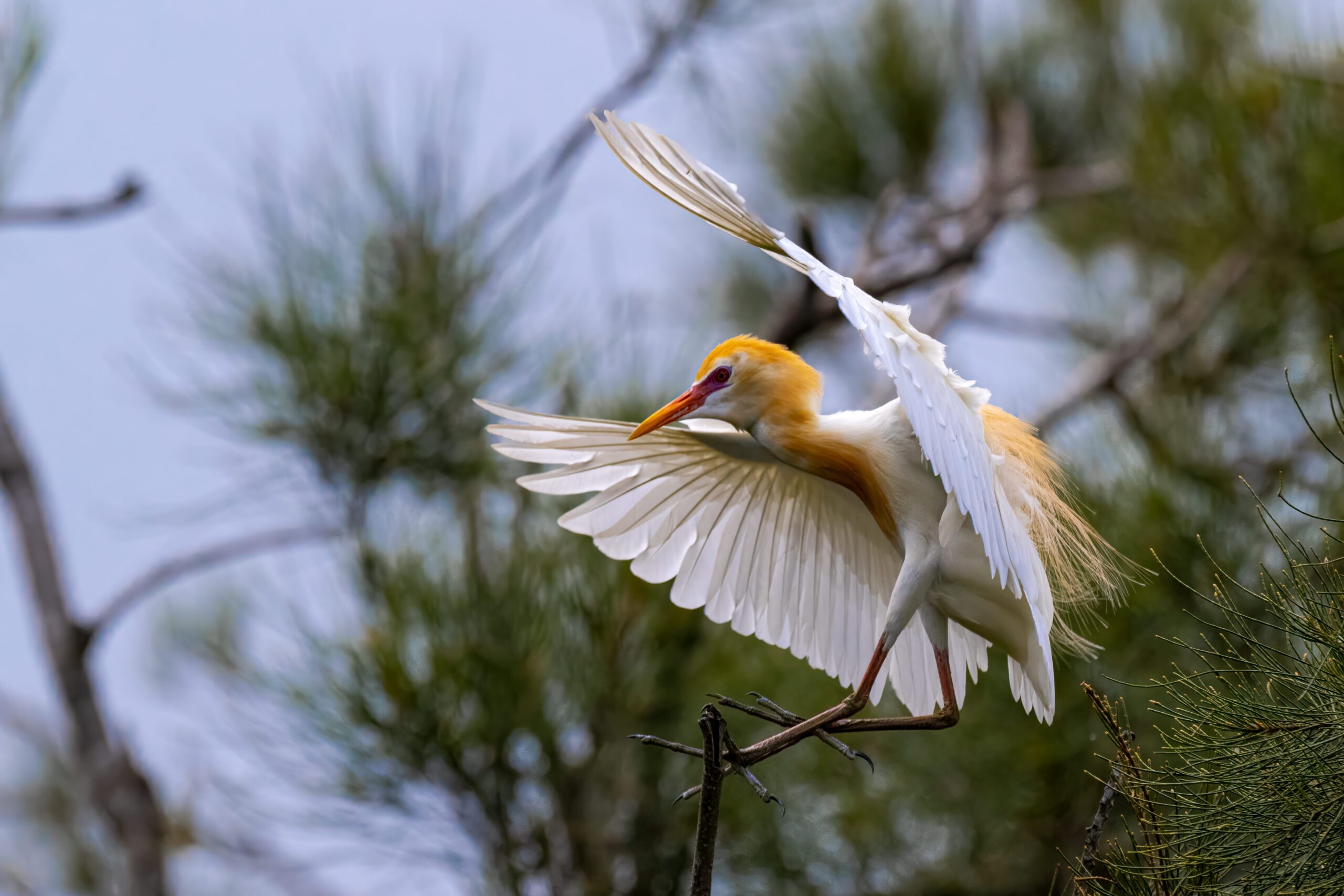 Birds of Bundaberg