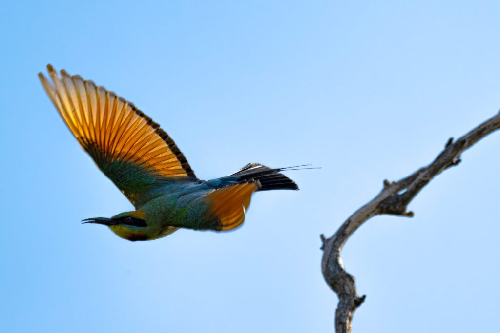 A Rainbow Bee Eater takes to flight